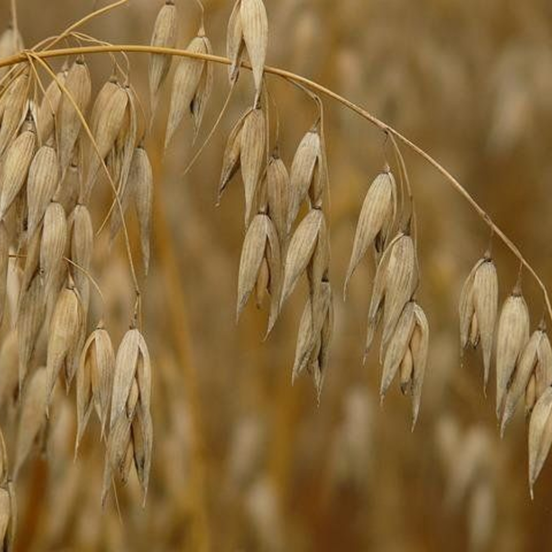 Evaluation of descriptors, registration and protection of cultivars - RNC and SNPC