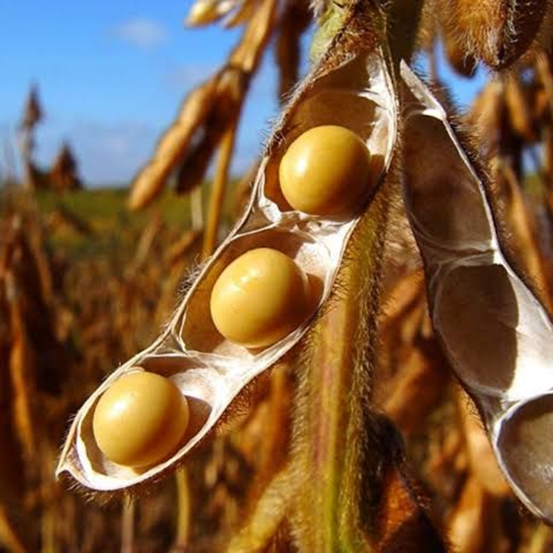 Cadeia de custódia de produção de sementes e grãos