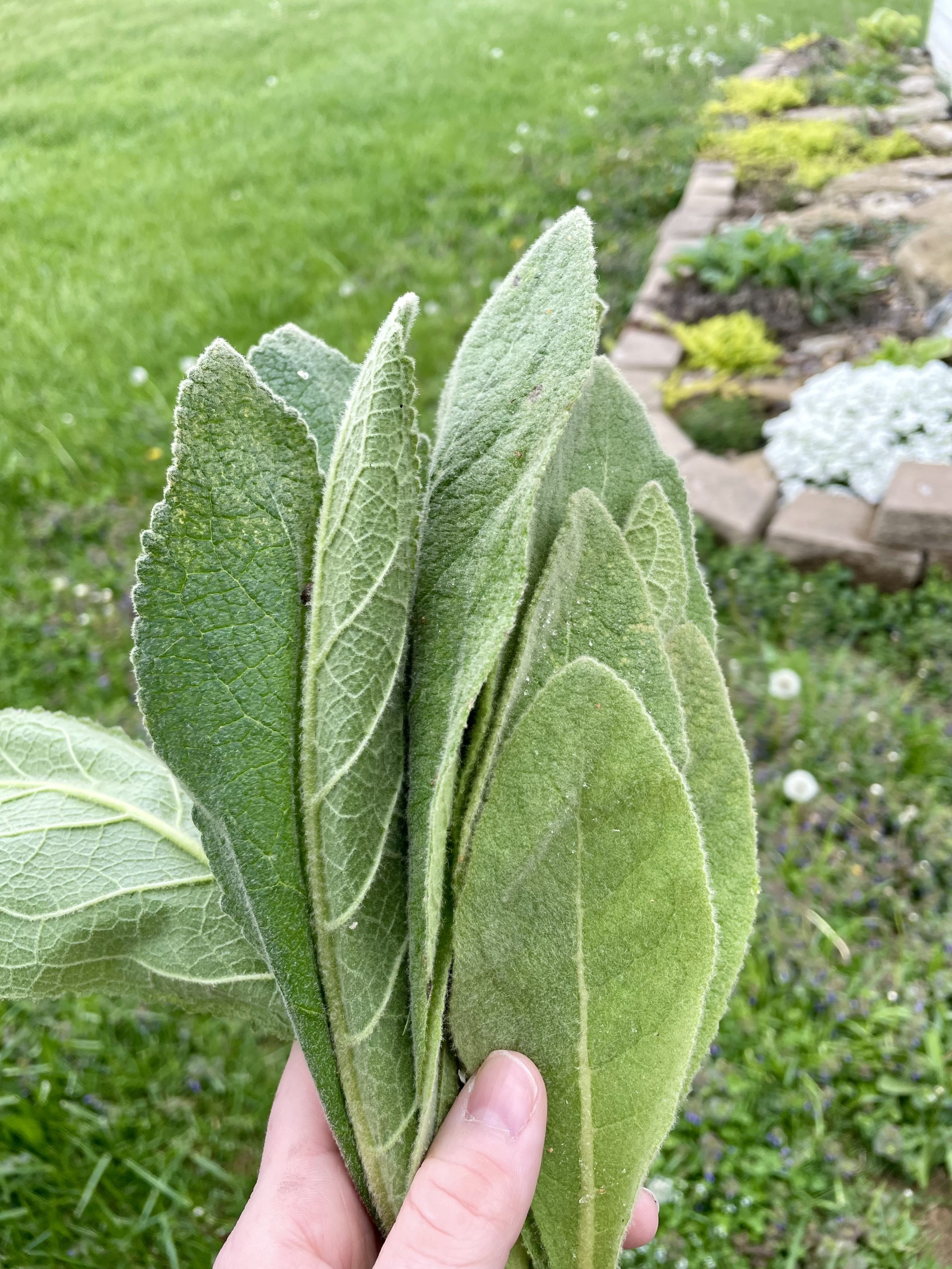 Dried Mullein Leaf
