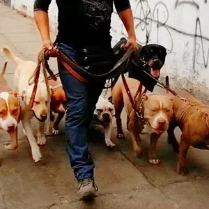 APRENDE A TENER EL CONTROL DE TU PERRO