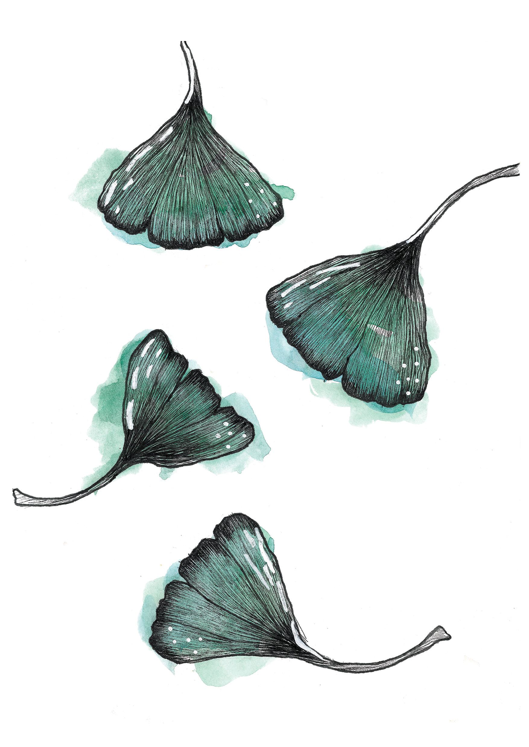 Gingko - Aquarelle