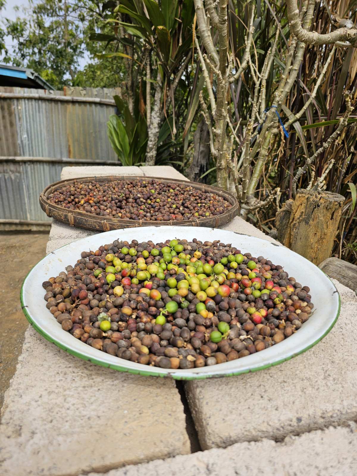 Dry Coffee Beans
