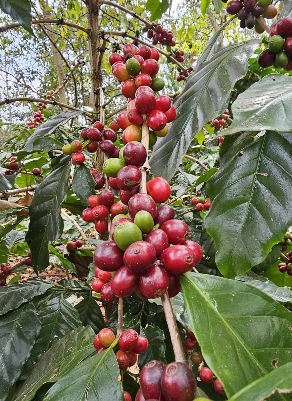 Fresh Coffee Cherries