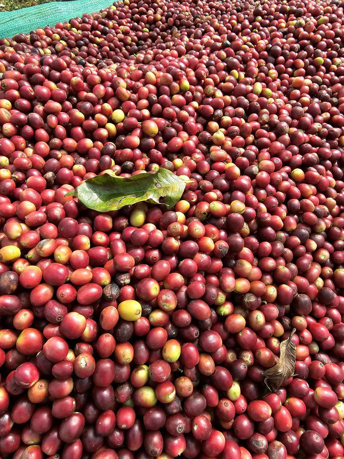 Fresh Coffee Cherries