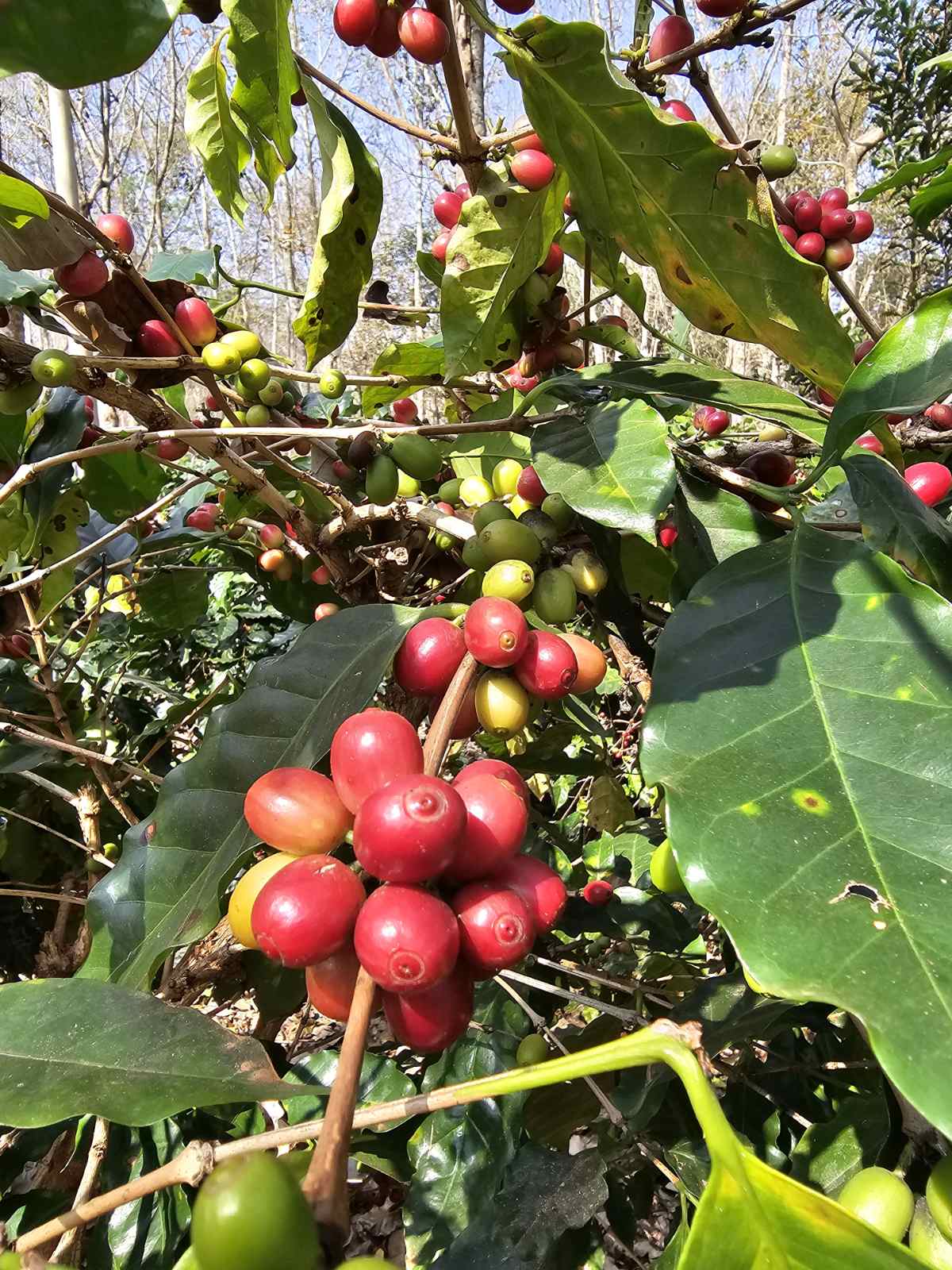Fresh Coffee Cherries