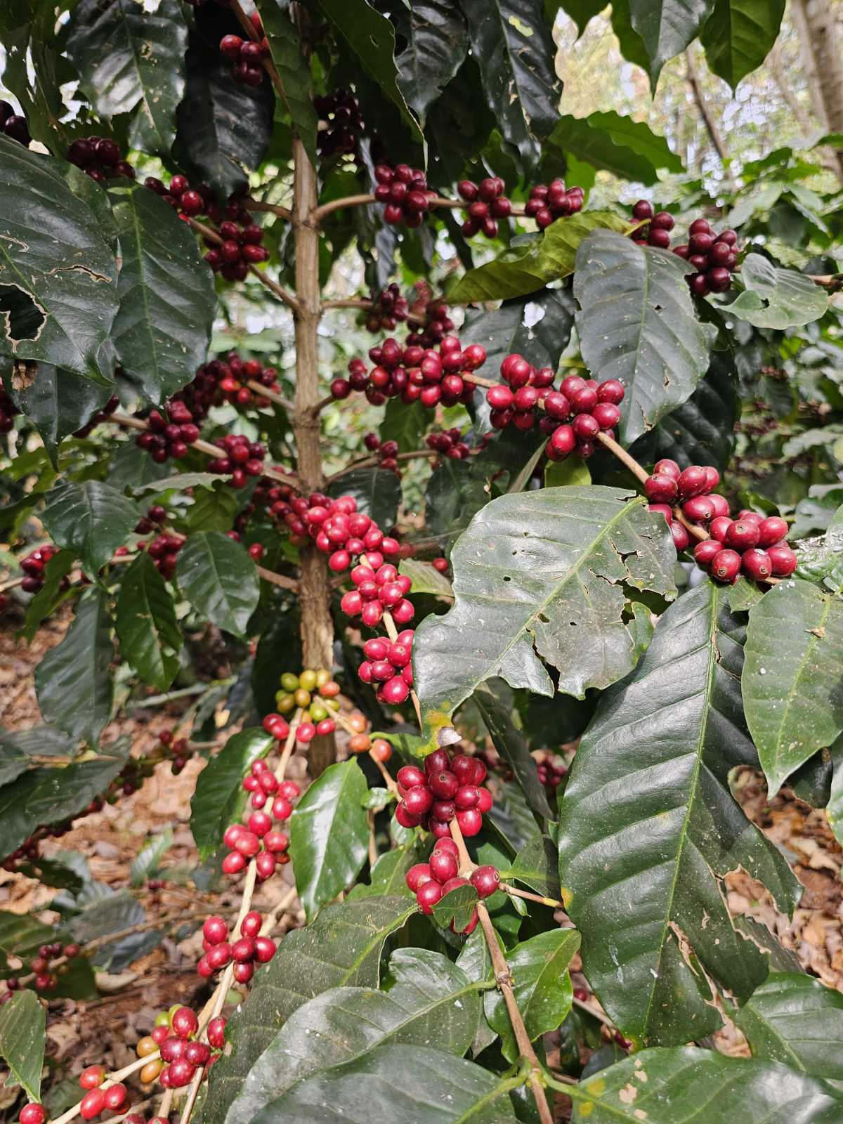 Fresh Coffee Cherries