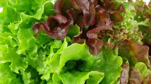Salade verte