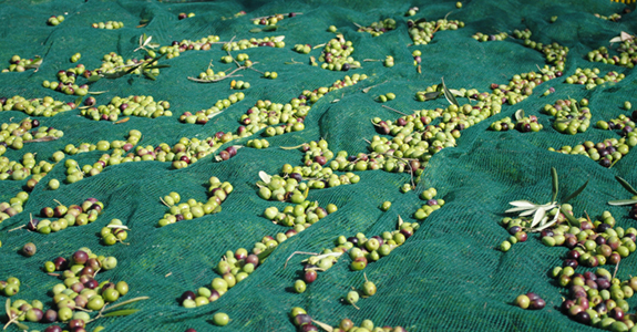 Zeytin Toplama Tülü