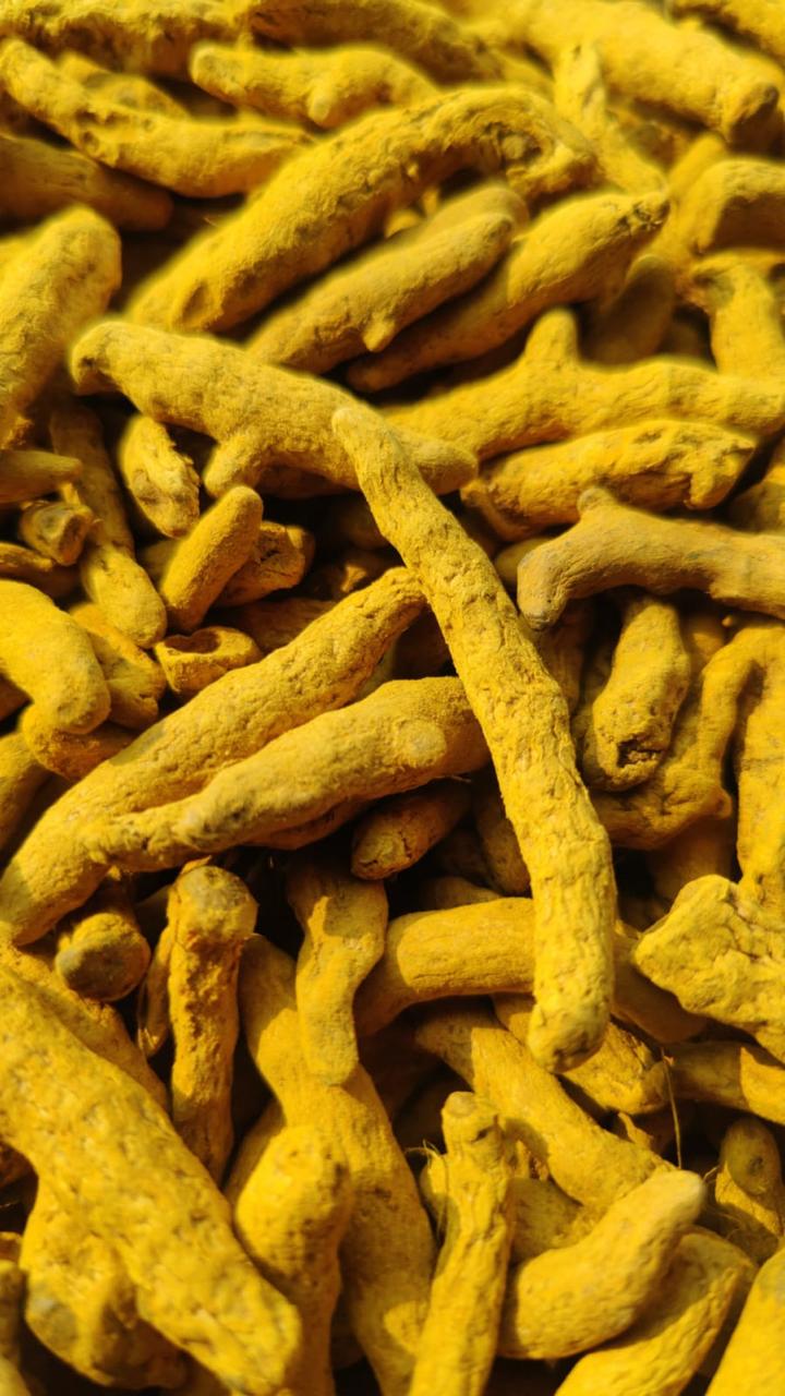 Dried Turmeric Roots