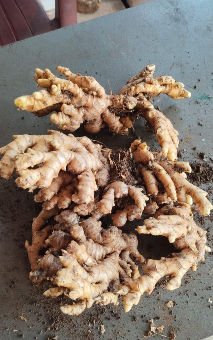Fresh ginger root