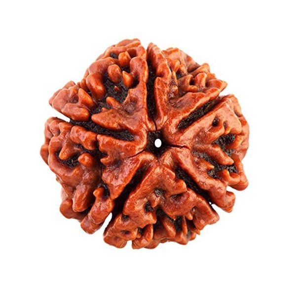 Rudraksha Bead