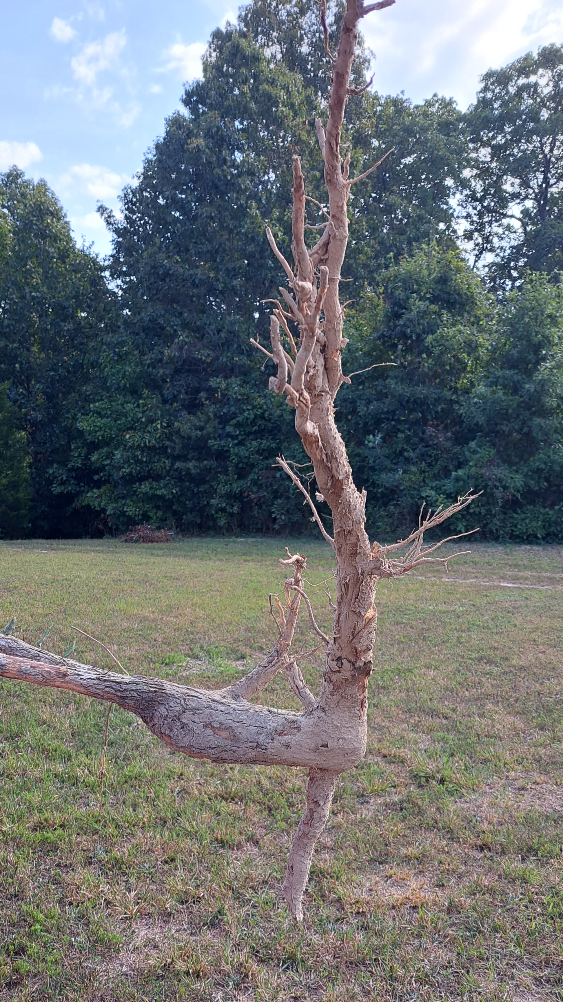 Sassafras Root Syrup Kit