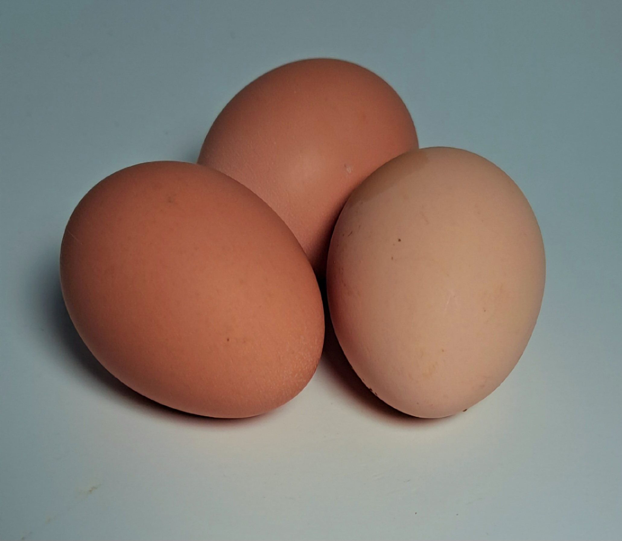 Natural Crushed Egg Shells