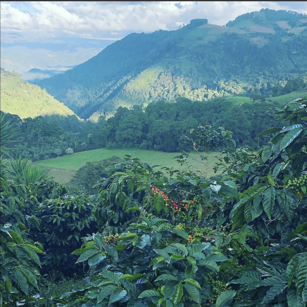 Guatemala Red Bourbon