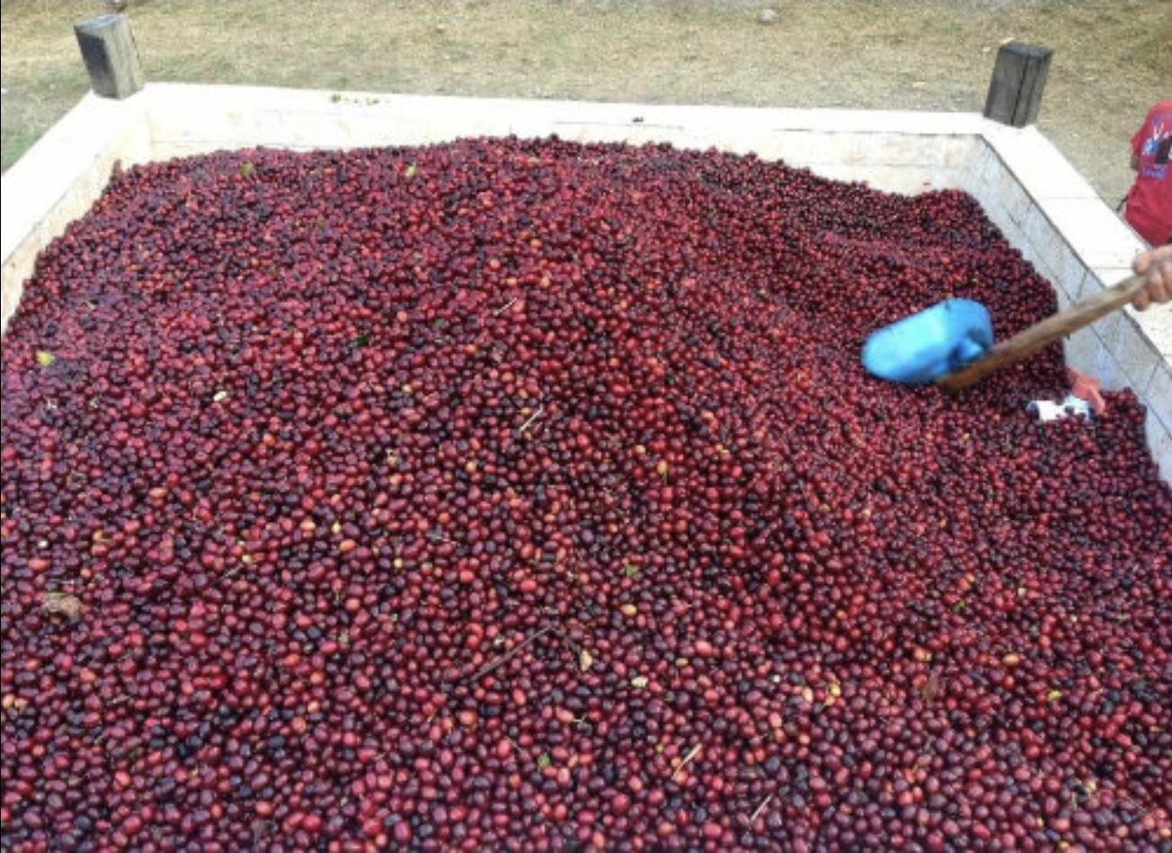 Guatemala Red Bourbon