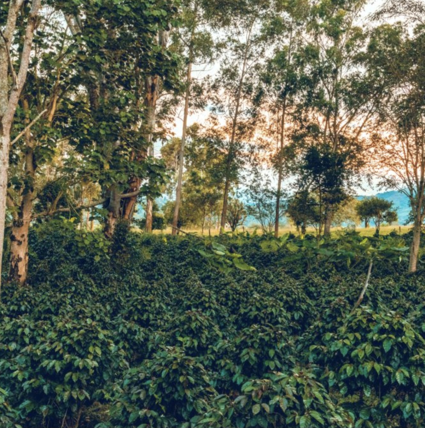 Columbia Supremo Huila