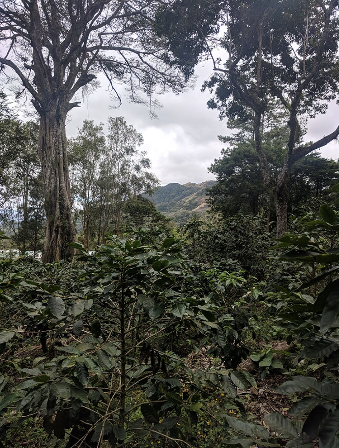 Nicaraguan premium Selva Negra