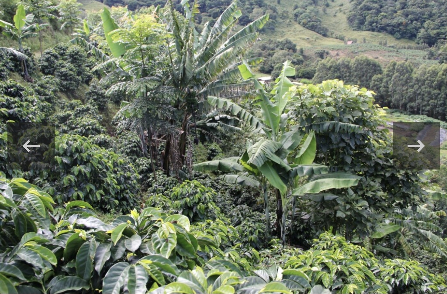 Costa Rica- Natural 