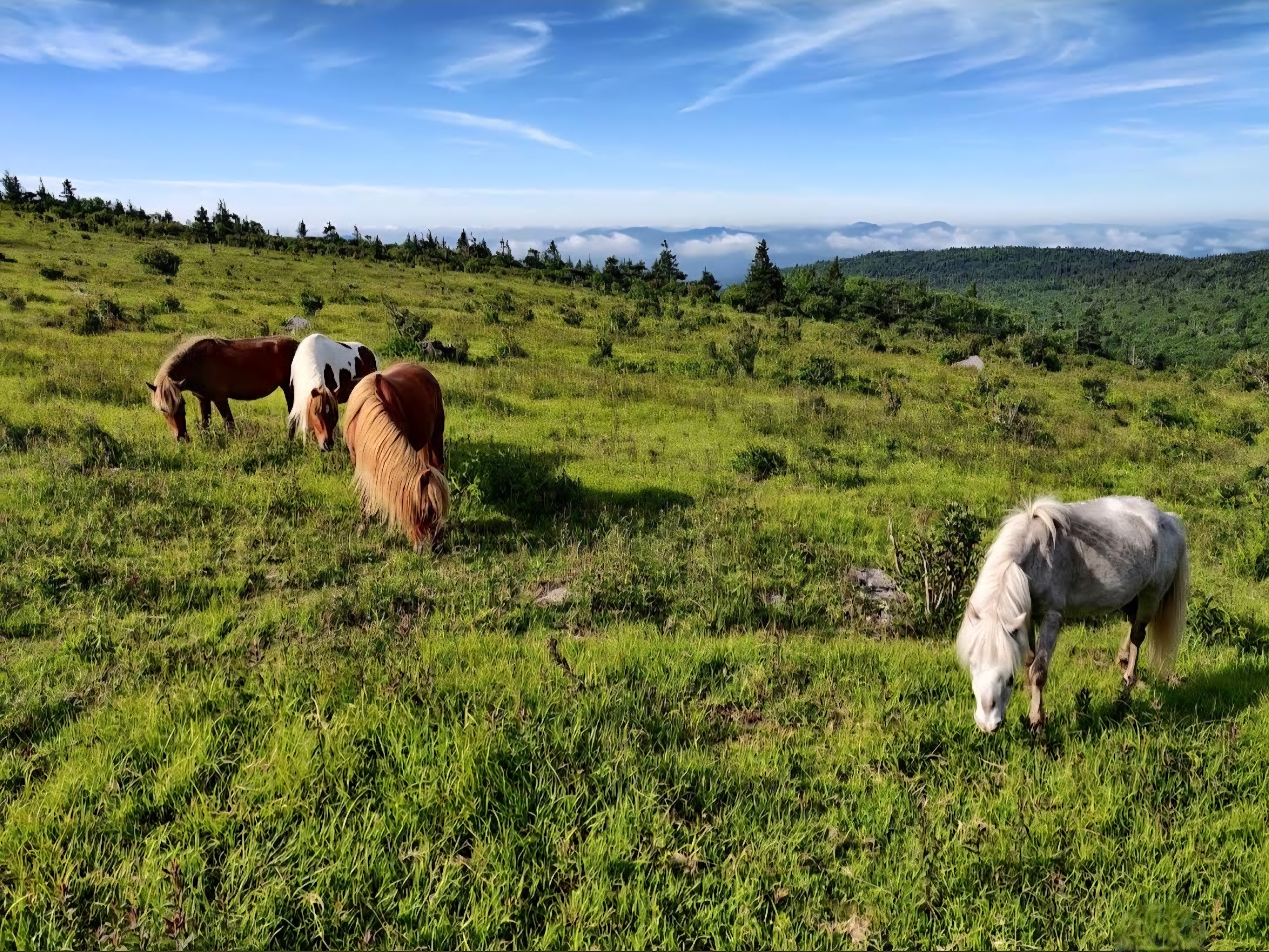 Mount Rogers Loop Trail