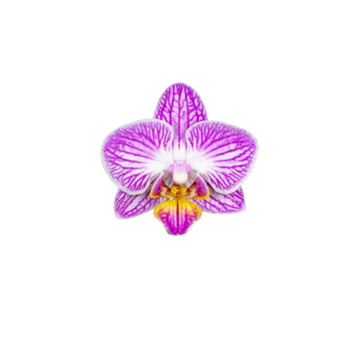 Honeybee