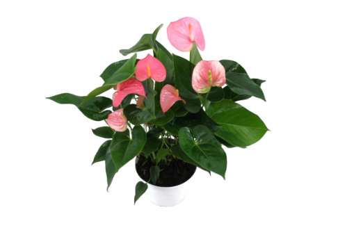 XL.104 Sweet Pink