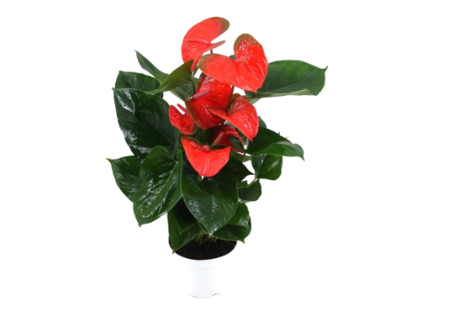 XL.76 Flamingo Orange