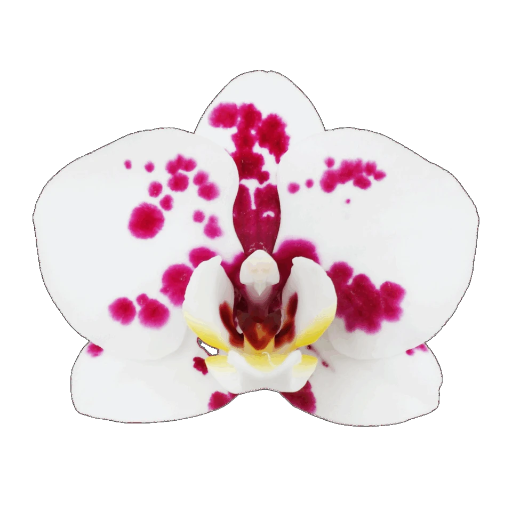 Asian Sparkle – TS54