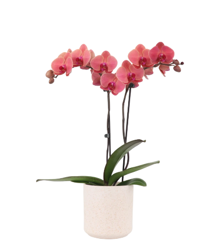 Asian Coral