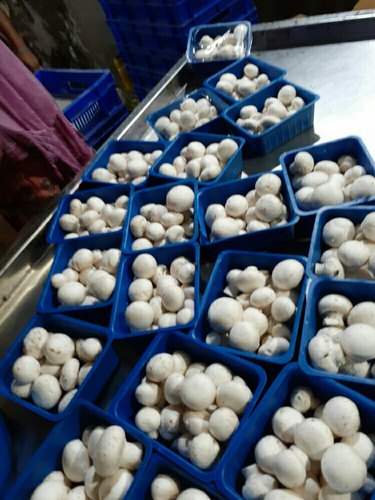 Fresh Button Mushrooms