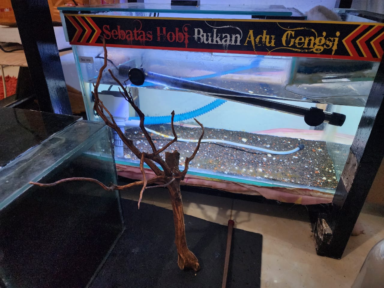 Akuarium Ikan