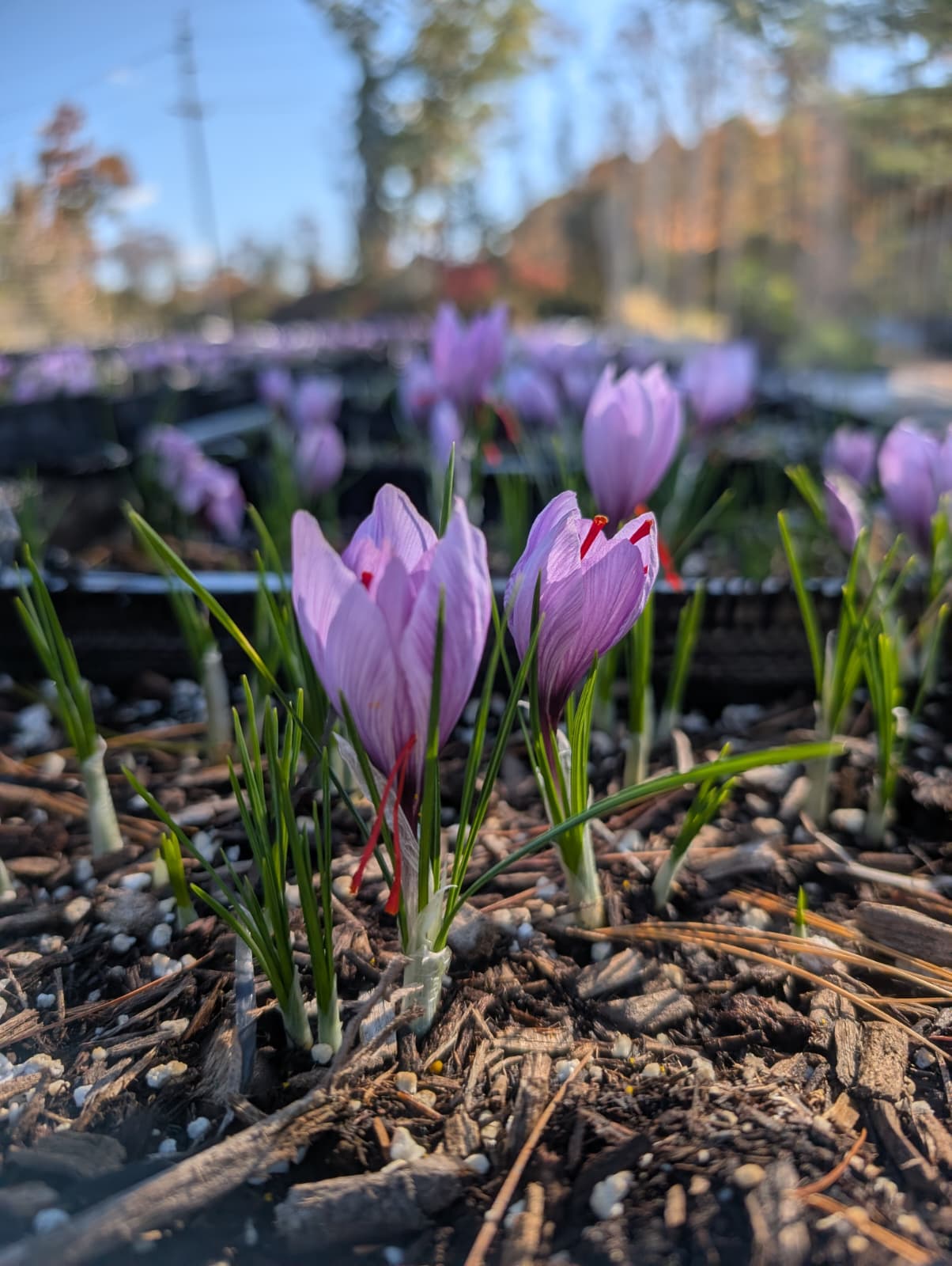 SAFFRON PICKING EXPERIENCE - Nov 1st and 2nd