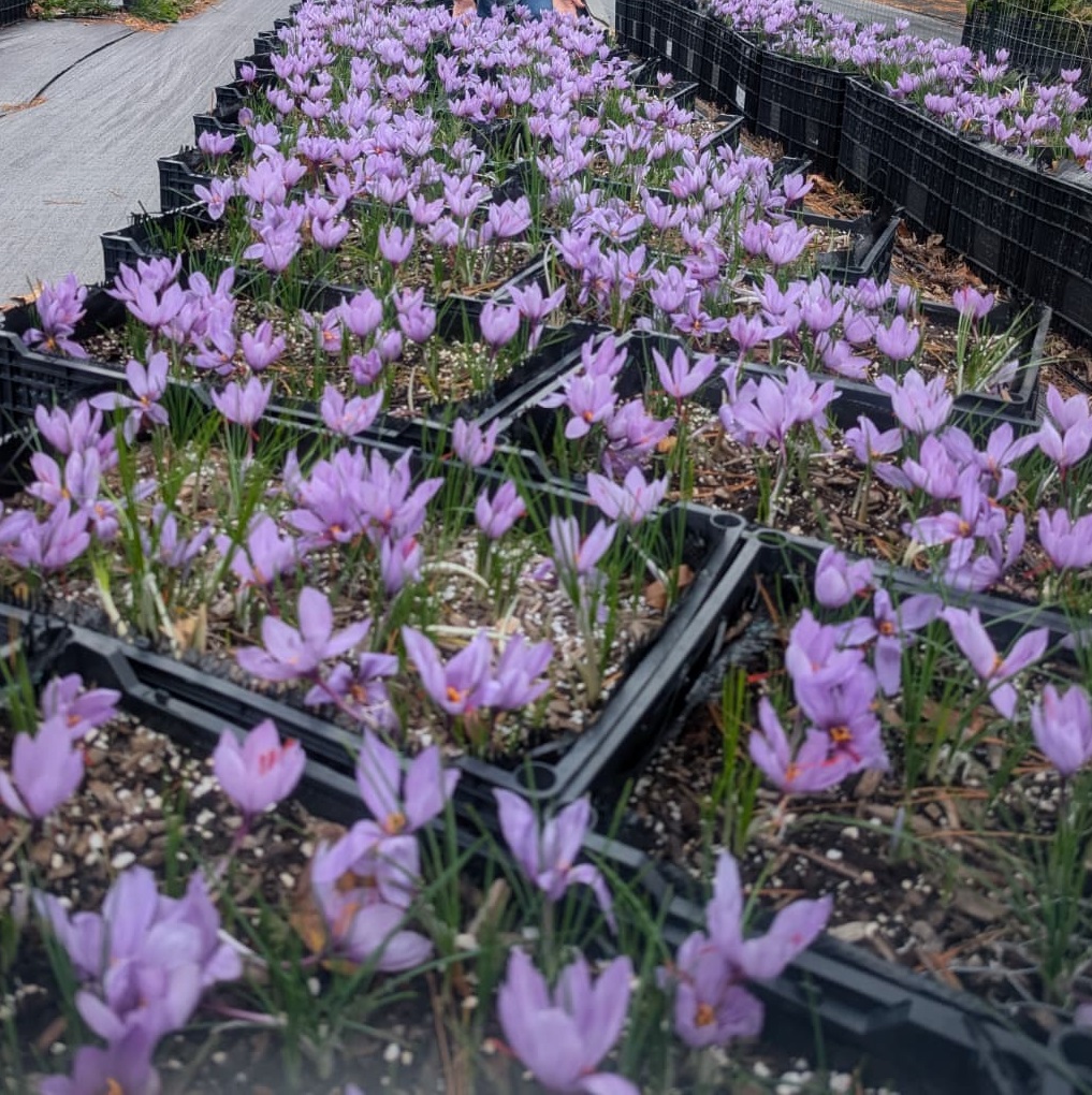 SAFFRON PICKING EXPERIENCE - Nov 8th and 9th