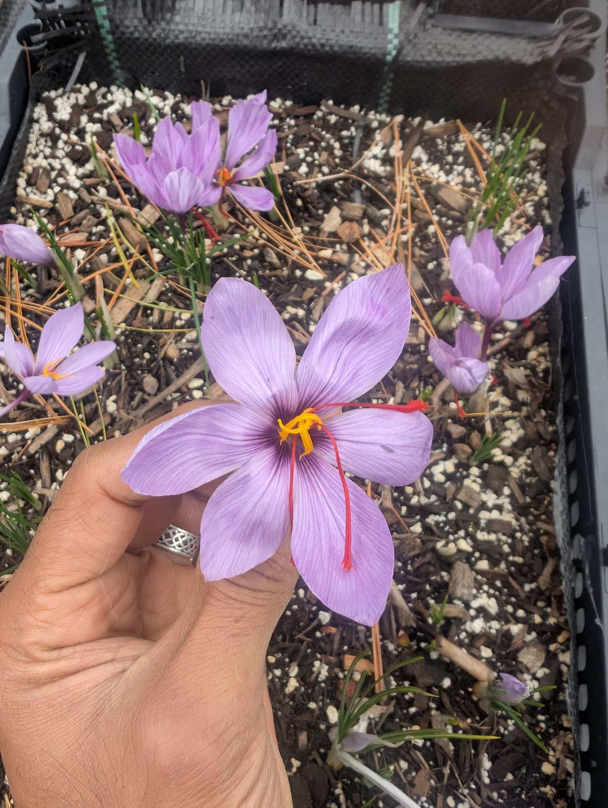 SAFFRON PICKING EXPERIENCE - Nov 1st and 2nd