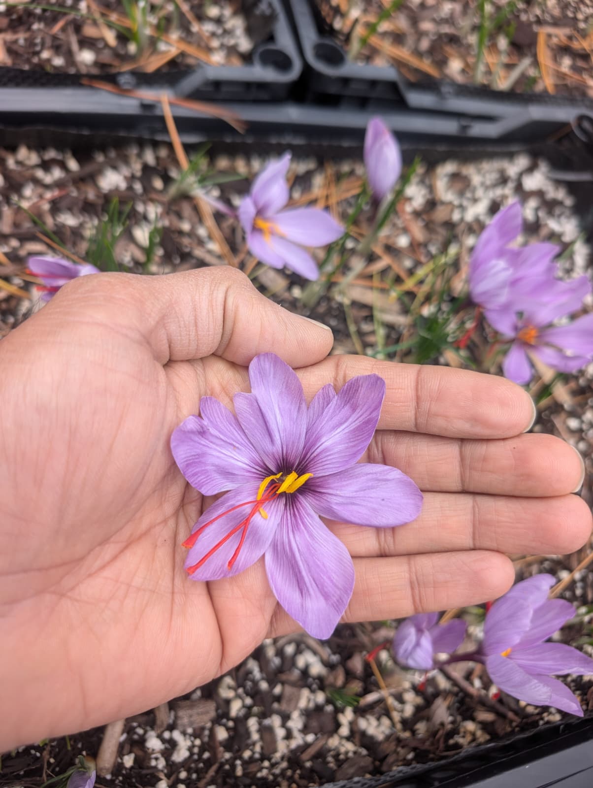 SAFFRON PICKING EXPERIENCE - Nov 8th and 9th
