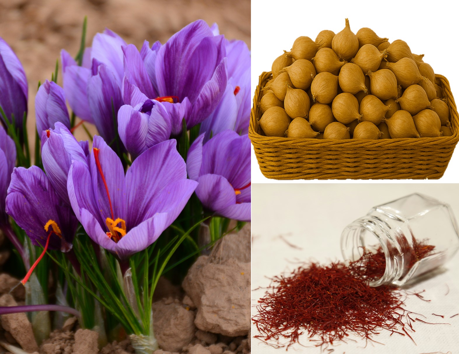 Large Saffron Bulbs - 100 Count