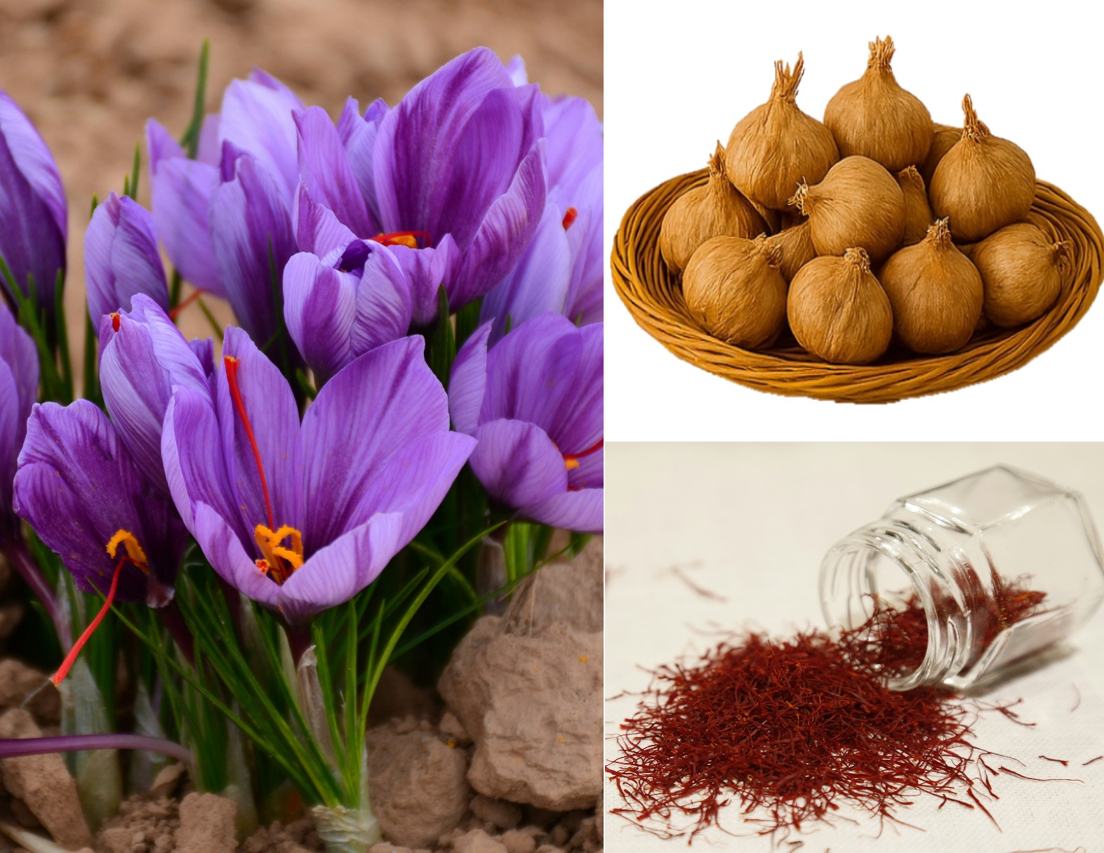 Large Saffron Bulbs - 15 Count