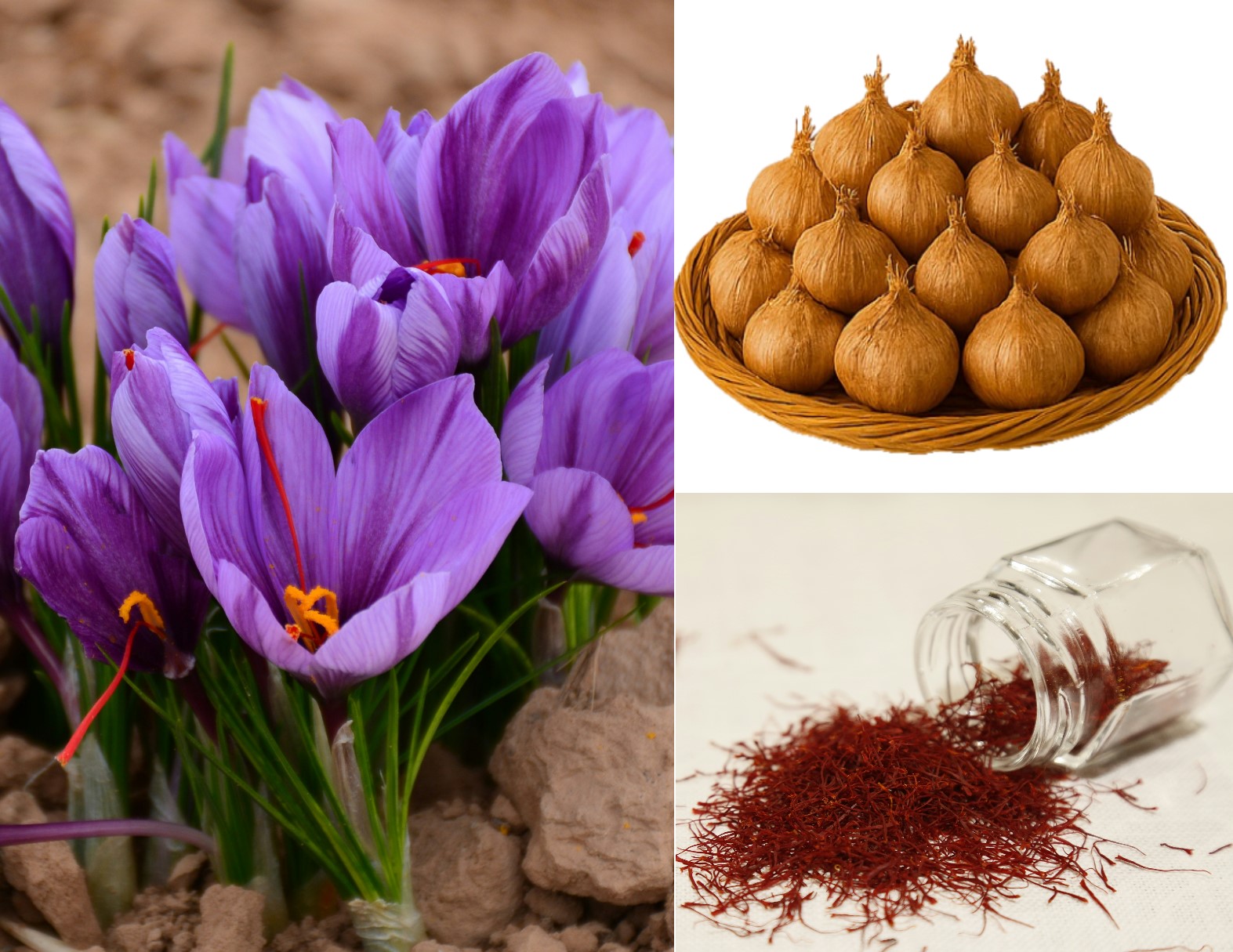 Large Saffron Bulbs - 30 Count