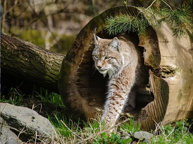 Bobcat Beef & Roast Seasoning
