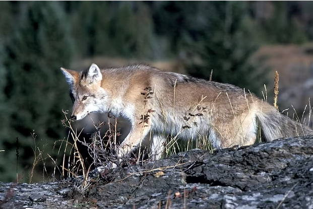 Coyote Taco Seasoning