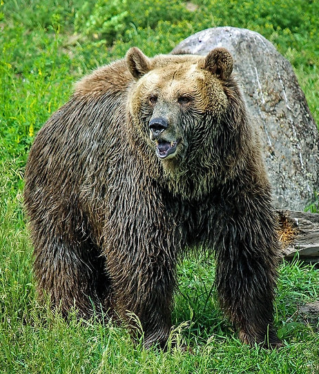 Grizzly Chipotle-Espresso Rub