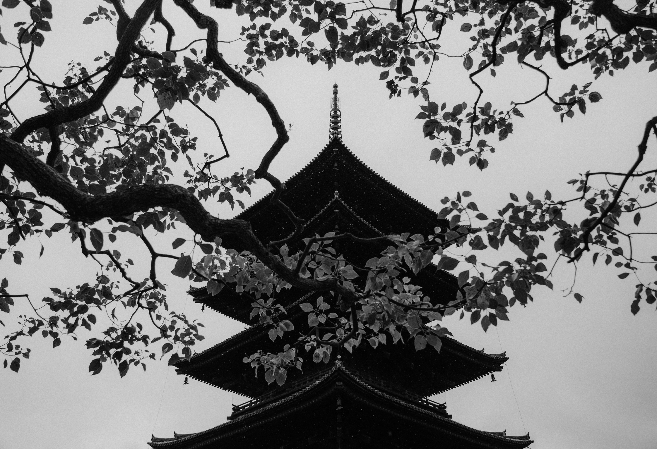 Pagode, Tō-ji.
