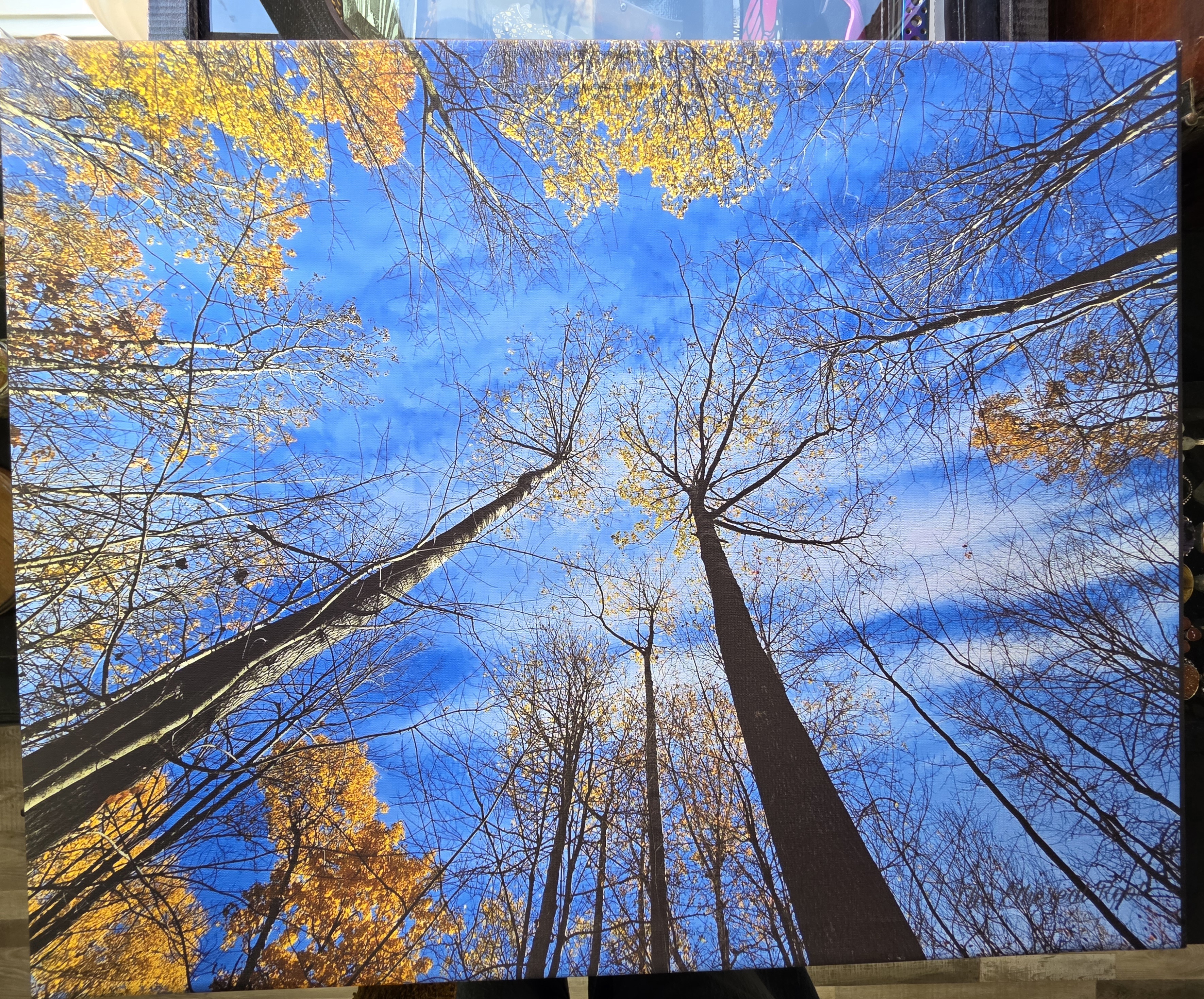 Somewhere in a Northern Michigan Forest