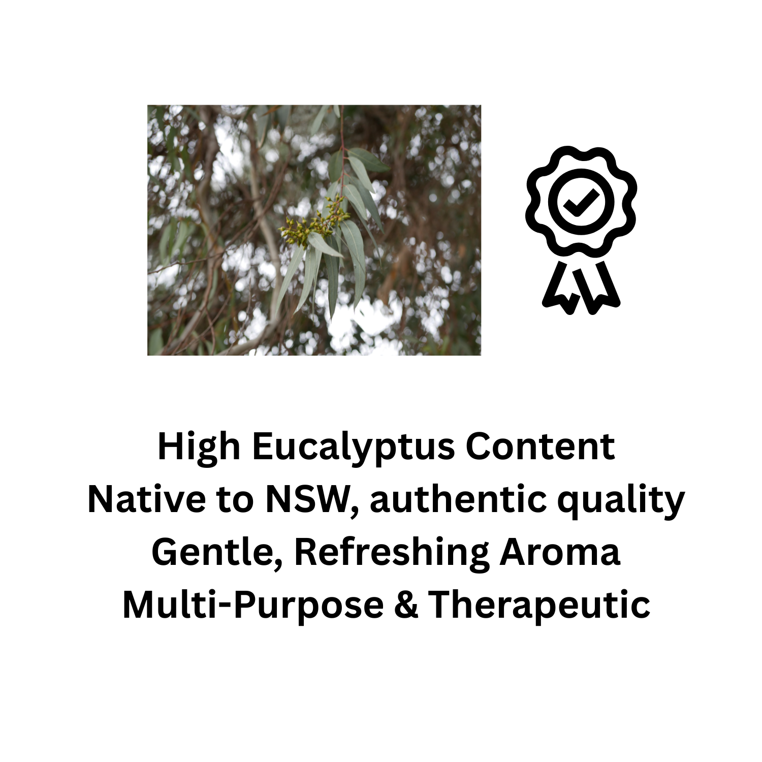 Pure Blue Mallee Eucalyptus Oil 60ml for for Respiratory Support & Aromatherapy