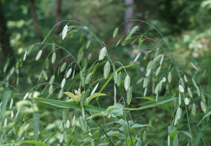 Wild Oat