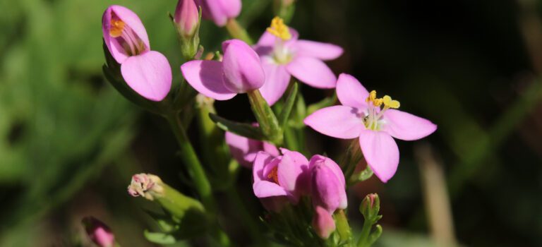 Centaury