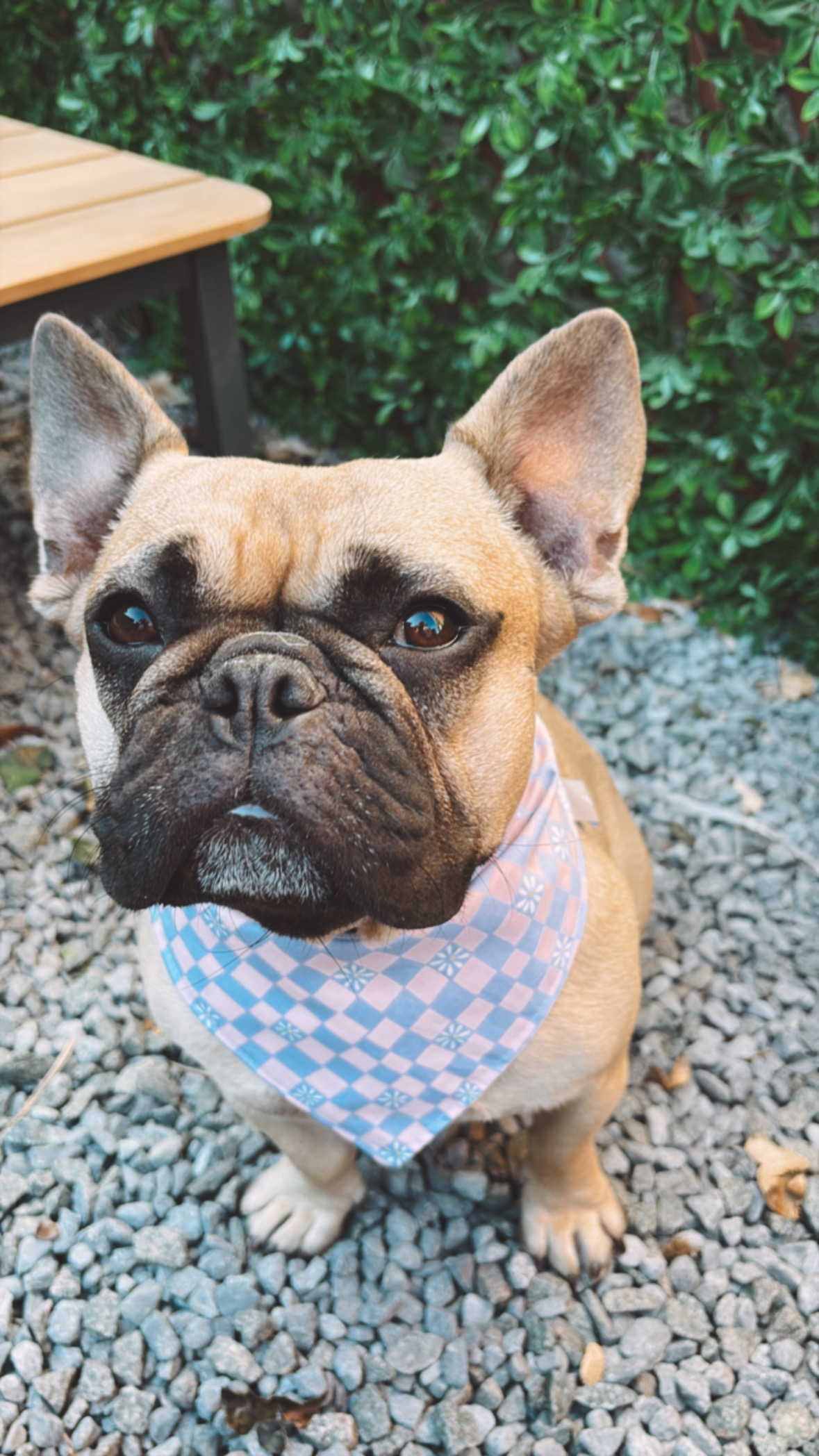 Bandana-DAMIER +FLEURS