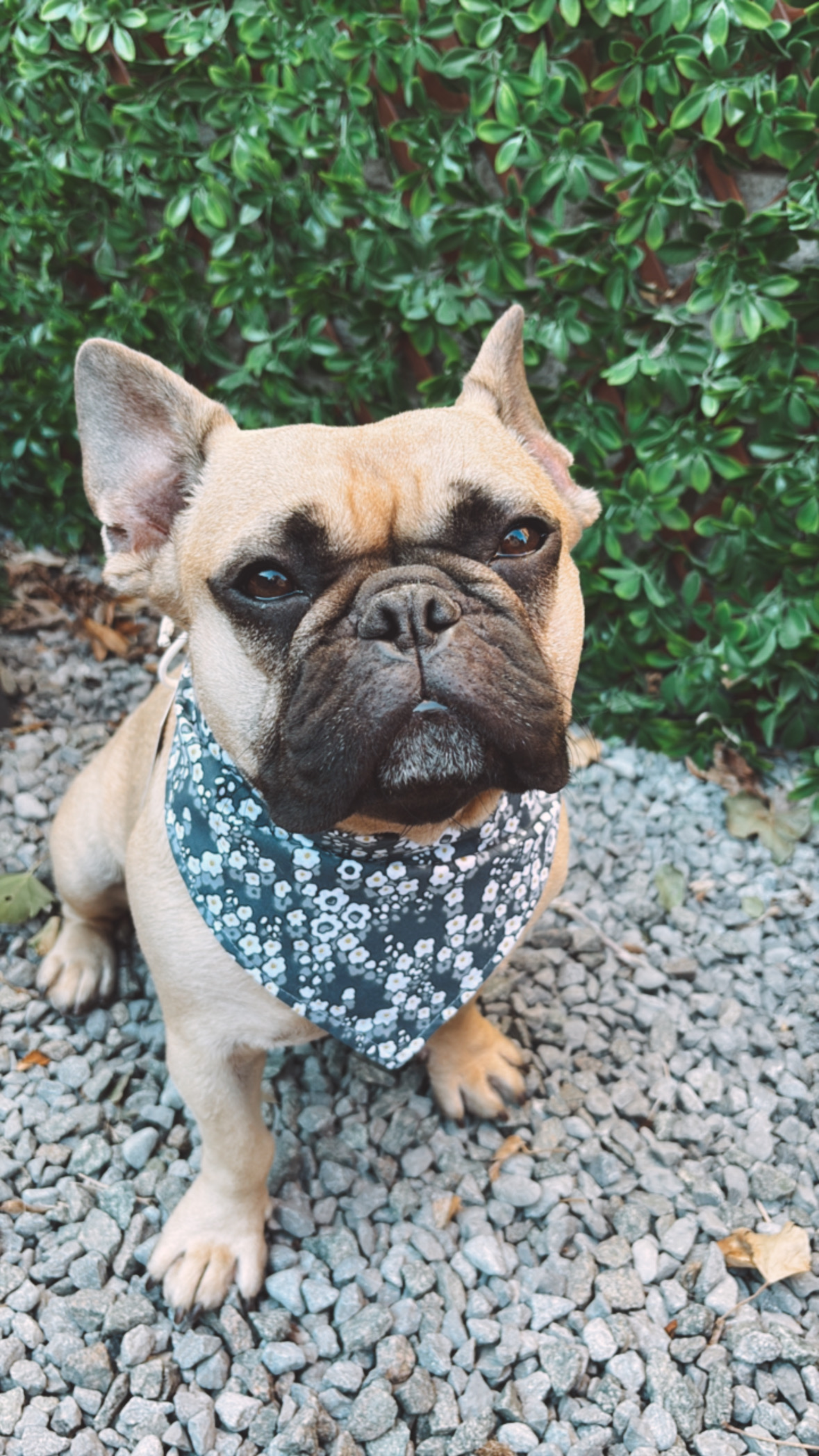 Bandana- FLEUR OMELETTE