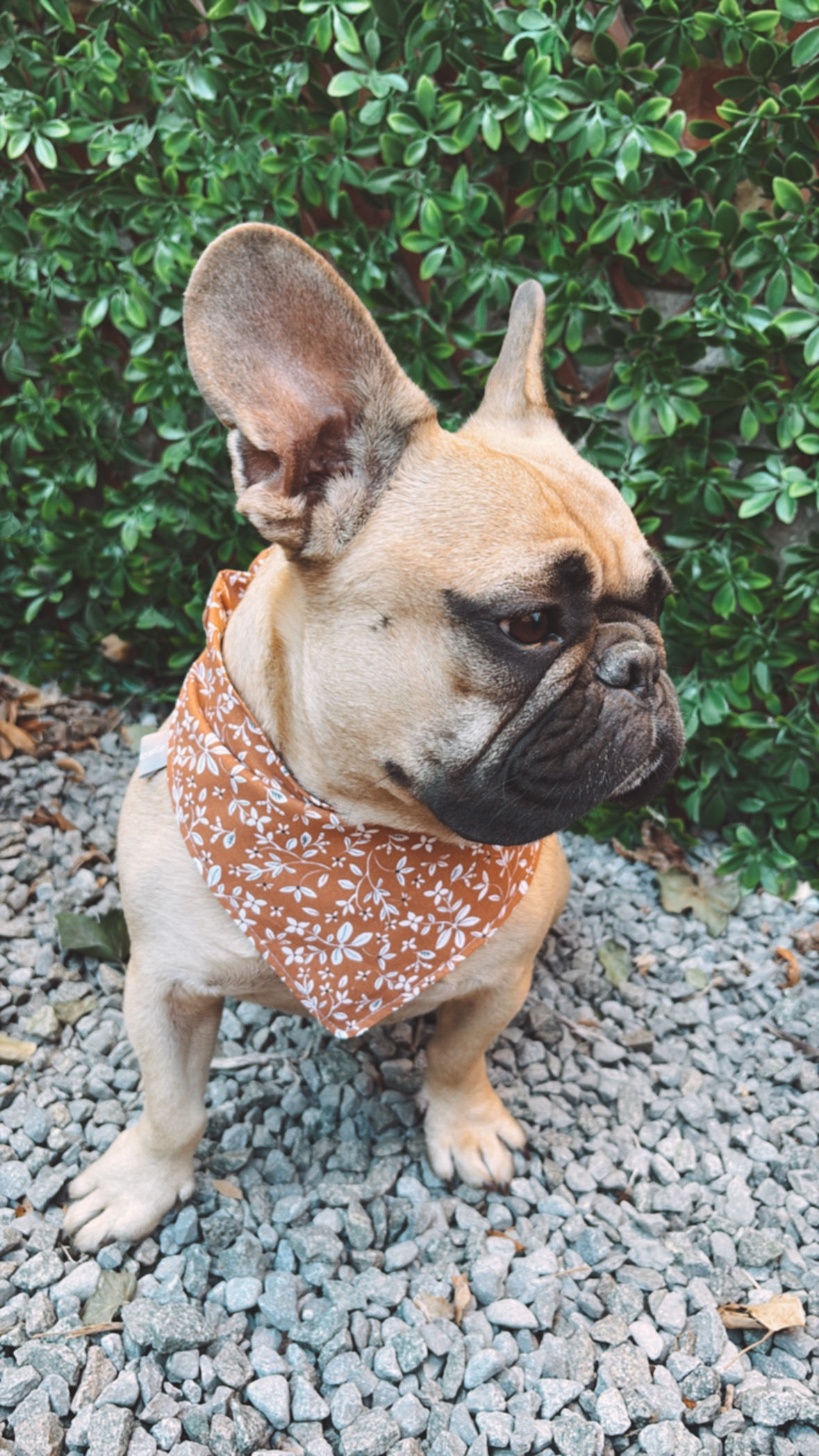 Bandana CAMEL FLEURS