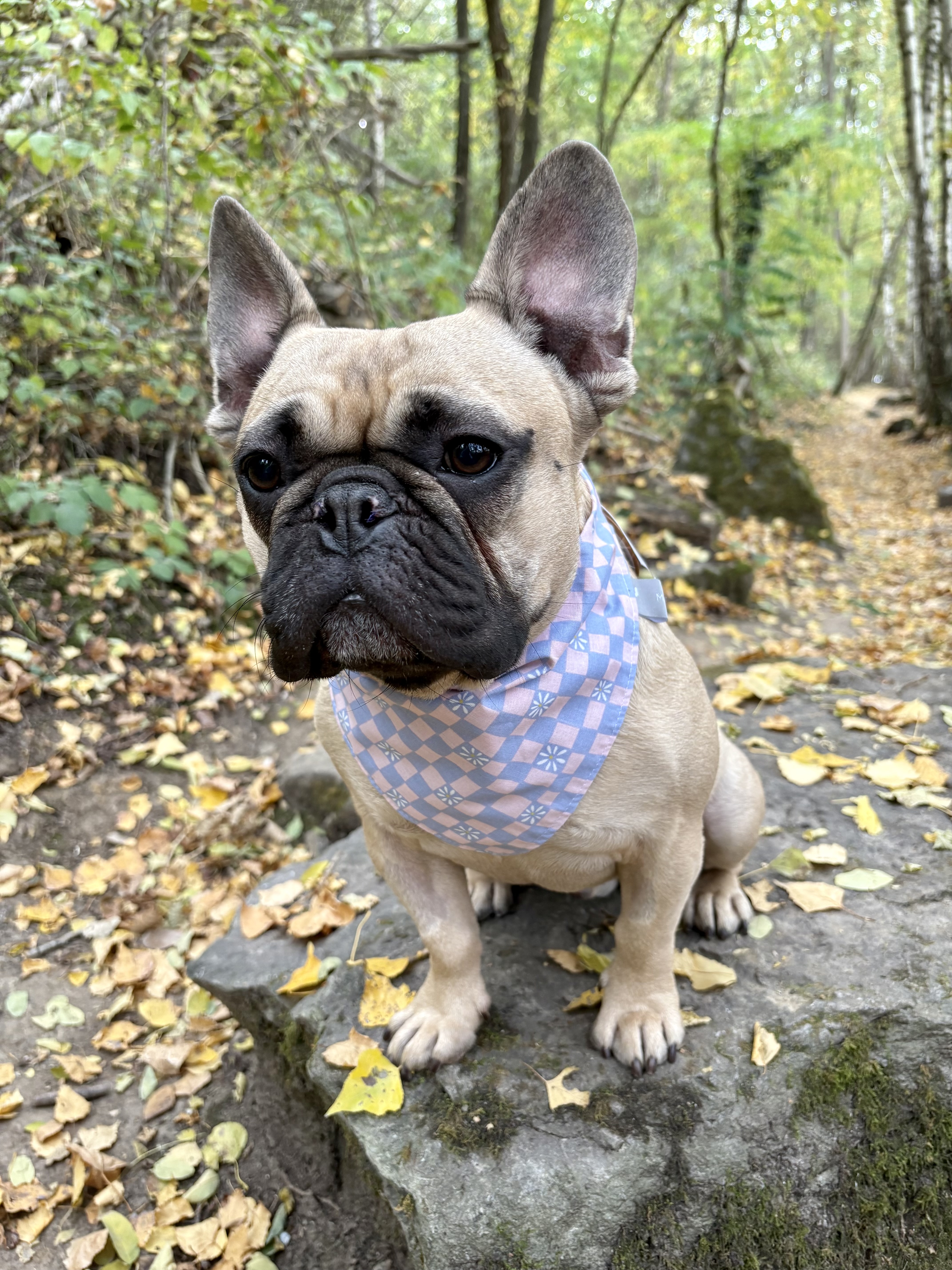 Bandana-DAMIER +FLEURS