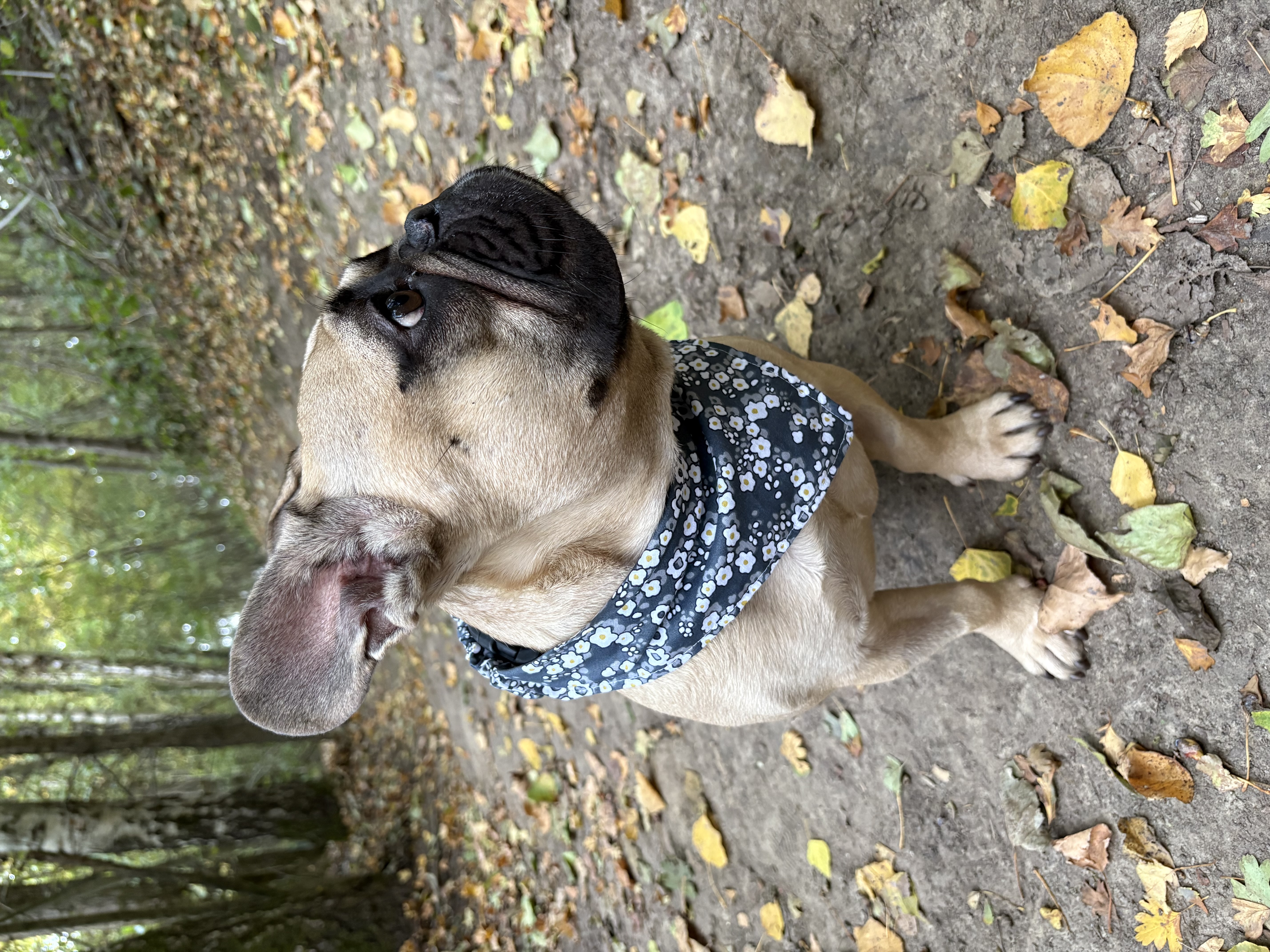 Bandana- FLEUR OMELETTE